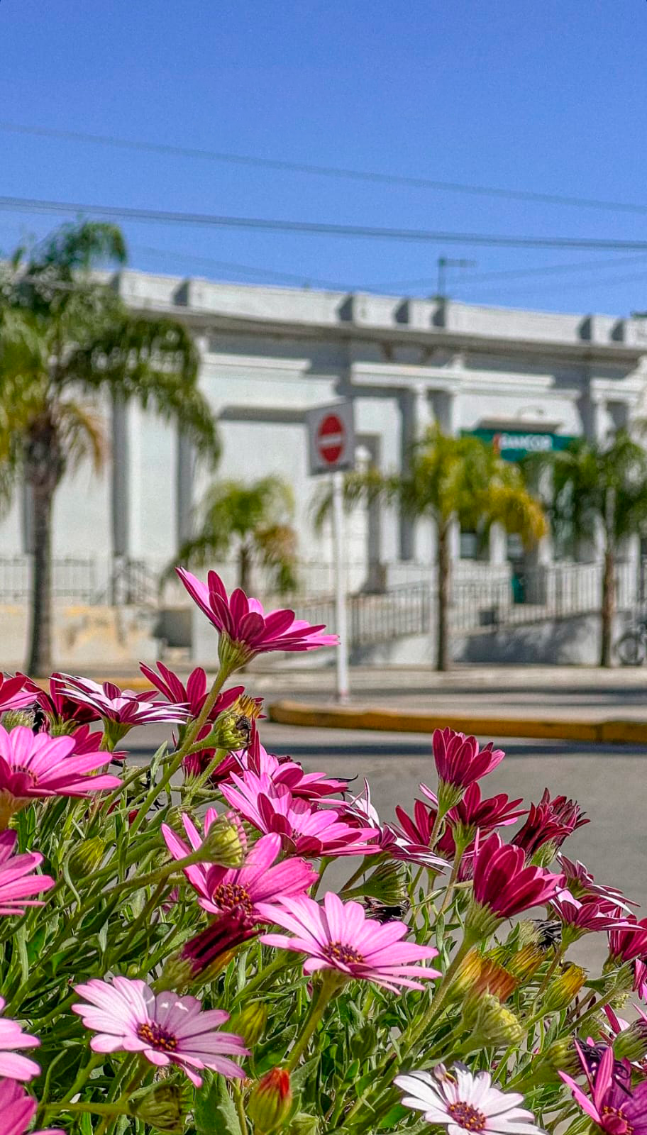 Primavera en Cruz del Eje